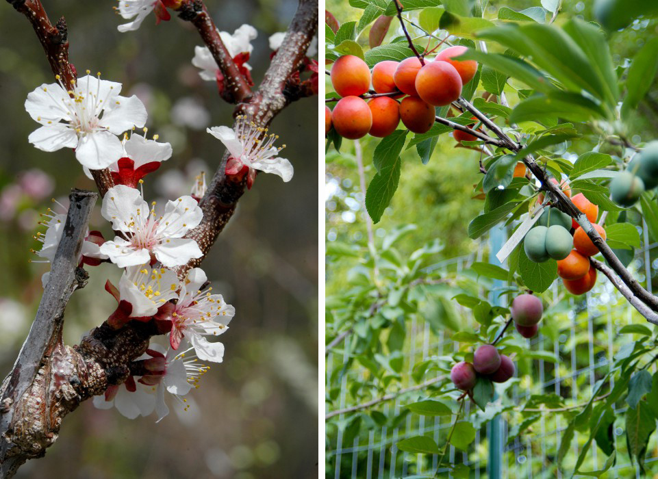 Tree of Forty Fruit