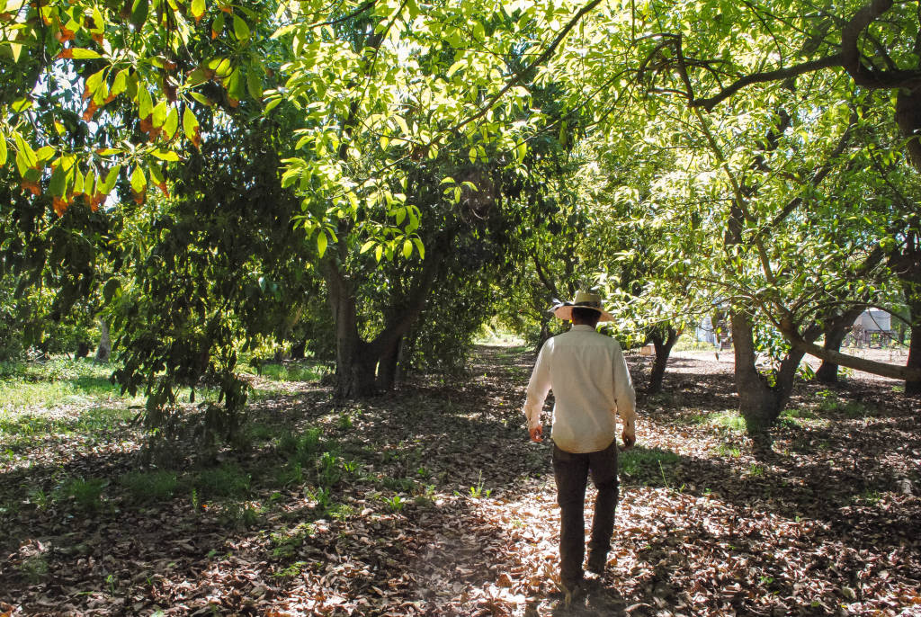 avocadocarpenteria